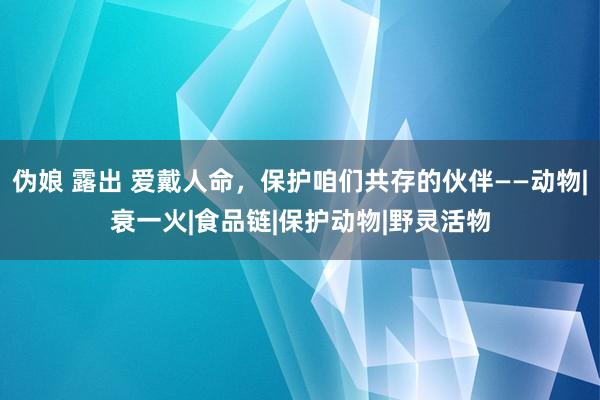 伪娘 露出 爱戴人命，保护咱们共存的伙伴——动物|衰一火|食品链|保护动物|野灵活物