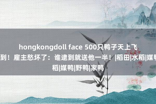 hongkongdoll face 500只鸭子天上飞，逮也逮不到！雇主愁坏了：谁逮到就送他一半！|稻田|水稻|媒鸭|野鸭|家鸭